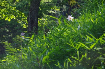 �F�Ɏs�[�� �T�T����