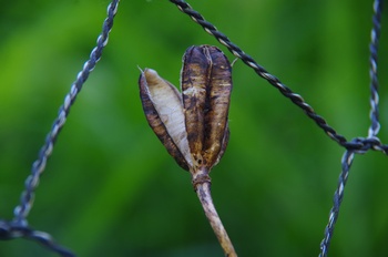 �F�Ɏs�[�� �T�T������