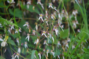 �F�Ɏs�[�� ���L�m�V�^