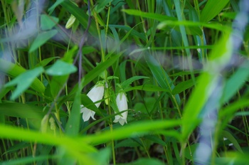 �F�Ɏs�[�� �z�^���u�N��