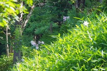 �F�Ɏs�[�� �T�T����