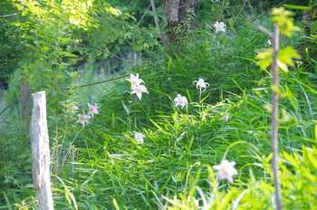 �F�Ɏs�[�� �T�T����