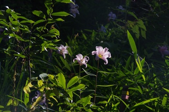 �F�Ɏs�[�� �T�T����