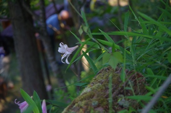 �F�Ɏs�[�� �T�T����