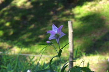 �F�Ɏs�[�� �T�T����