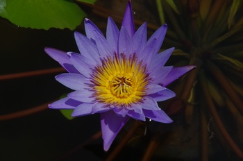 ���Îs�݂��̐X �M�уX�C����