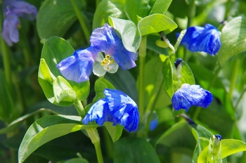 ���Îs�݂��̐X �A�I�o�i