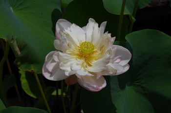 ���Îs�݂��̐X �n�X