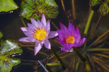 ���Îs�݂��̐X �M�уX�C����