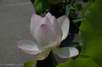 ���Îs�݂��̐X �n�X