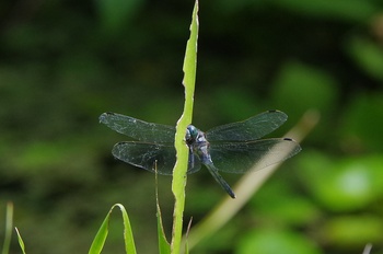 ���Îs�݂��̐X �V�I�J���g���{