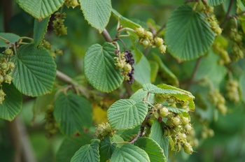 ���Îs�݂��̐X �g�T�~�Y�L