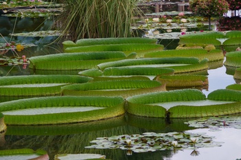 ���Îs�݂��̐X �p�^�S�j�A�I�j�o�X