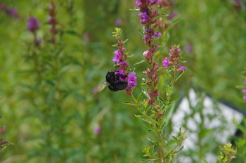 ���Îs�݂��̐X �^�C�����N�}�o�`