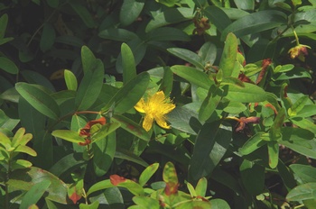 ���Îs�݂��̐X�q�y���J��