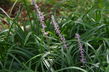 ���Îs�݂��̐X�W���m�q�Q