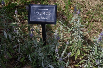 ���Îs�݂��̐X �g�E�e�C����