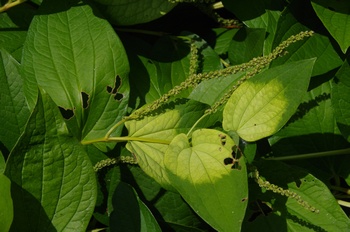  ���Îs�݂��̐X �n���Q�V���E