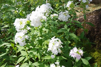  ���Îs�݂��̐X �t���b�N�X��