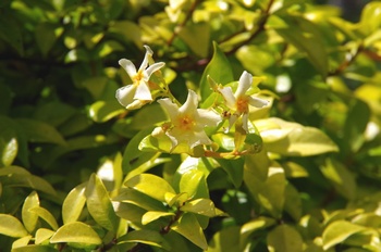  ���Îs�݂��̐X �e�C�J�J�Y��