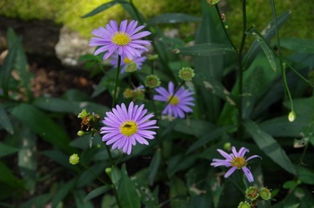  ���Îs�݂��̐X �A�X�^�[