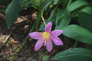  ���Îs�݂��̐X �T�t�������h�L�H