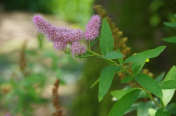  ���Îs�݂��̐X �z�U�L�V���c�P