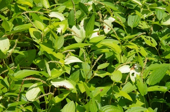  ���Îs�݂��̐X �n���Q�V���E