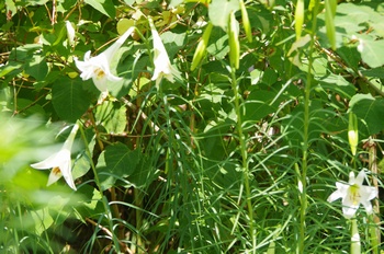  ���Îs�݂��̐X �V���e�b�|�E����