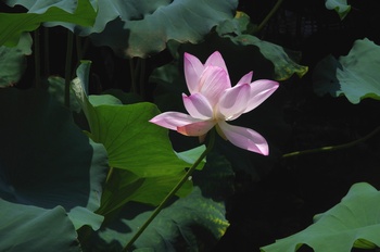 ���Îs�݂��̐X �n�X