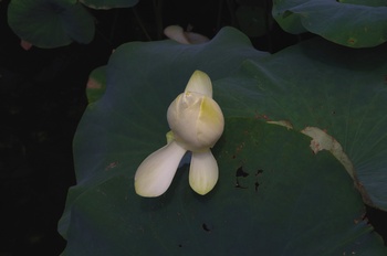 ���Îs�݂��̐X �n�X