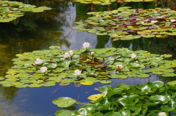 ���Îs�݂��̐X �X�C����