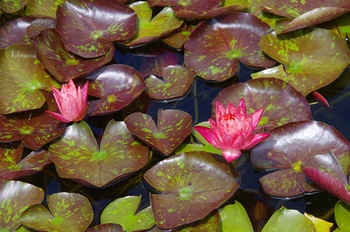 ���Îs�݂��̐X �X�C����