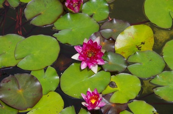 ���Îs�݂��̐X �X�C����