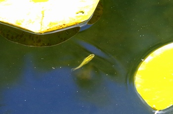 ���Îs�݂��̐X ���_�J