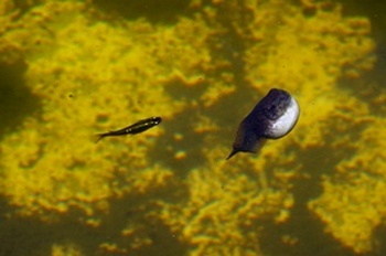 ���Îs�݂��̐X �I�^�}�W���N�V