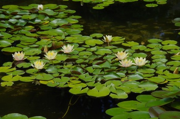 ���Îs�݂��̐X �X�C����