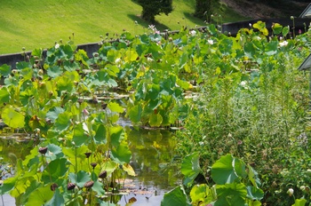 ���Îs�݂��̐X �n�X