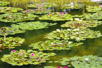 ���Îs�݂��̐X �X�C����