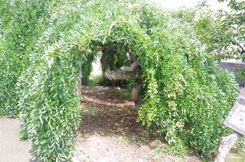 ���Îs�݂��̐X �V�_���G���W��