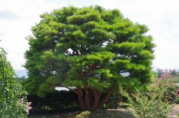 ���Îs�݂��̐X �E�c�N�V�}�c