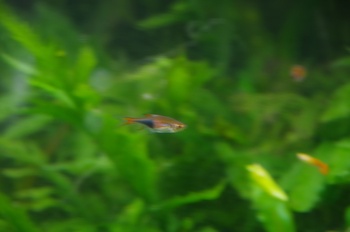 ���Îs�݂��̐X �O�b�s�[