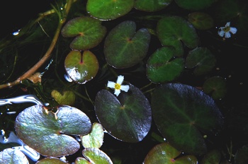 ���Îs�݂��̐X �J�K�u�^