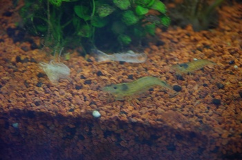 ���Îs�݂��̐X �X�W�G�r