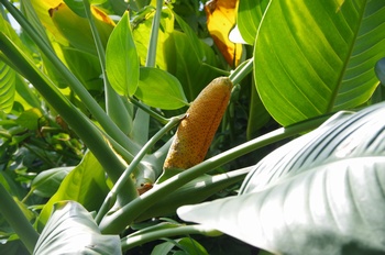 ���Îs�݂��̐X ���}�T�L�J�Y��