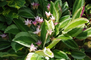 ���Îs�݂��̐X �J���e�A