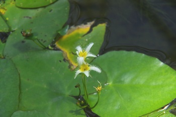 ���Îs�݂��̐X �J�K�u�^