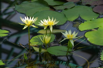 ���Îs�݂��̐X �X�C����