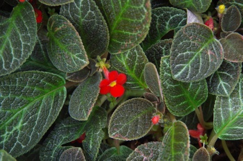 ���Îs�݂��̐X �G�s�X�L�A