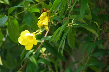 ���Îs�݂��̐X �m�E�[���J�Y��